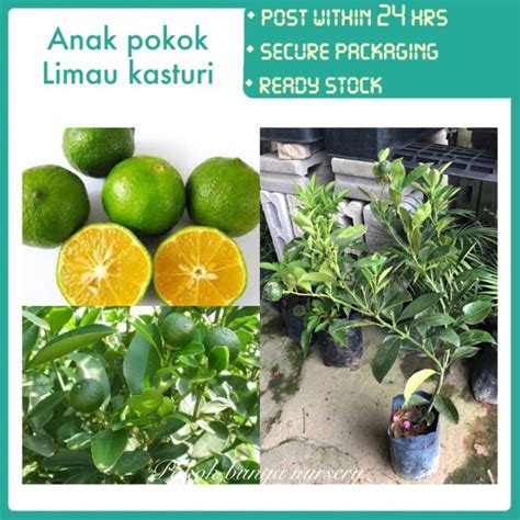 Pbn Anak Pokok Limau Kasturi Pokok Bunga Nursery Calamansi Calamondin Fruit Sapling Fruits