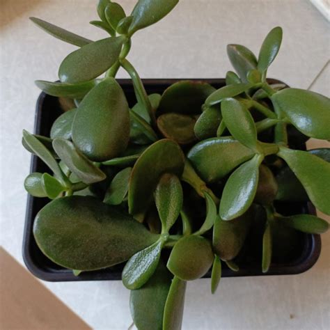 Отростки – купить в Москве, бесплатно, продано 3 декабря 2024 ...