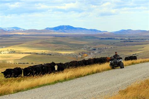 Cowboy Herding Cattle Stock Photo Image Of Working Cowboy 5306610