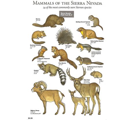 Mammals Of The Sierra Nevada Field Card Yosemite Conservancy