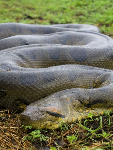 Largest Anaconda In The World