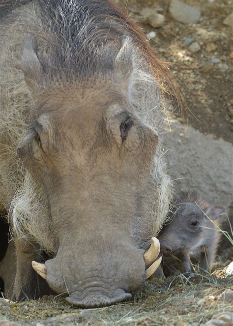 Too Cute! Check Out These Baby Warthogs Born at The Living Desert
