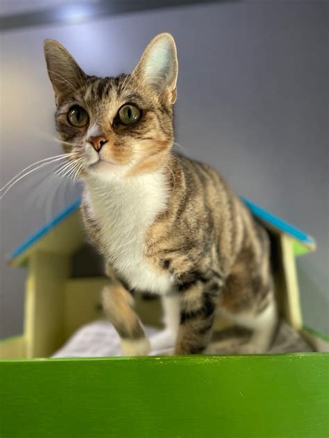 Enola Female Domestic Short Hair Mix Cat In Qld Petrescue