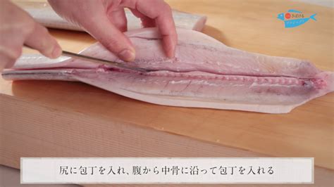 太刀魚（たちうお）のさばき方 How To Filet Cutlassfish ｜日本さばけるプロジェクト 日本さばけるプロジェクト