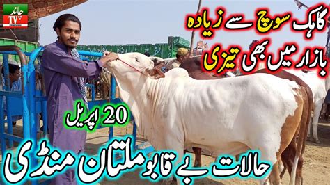 Today Full Multan Cow Mandi Fresh Latest Update Cow Mandi