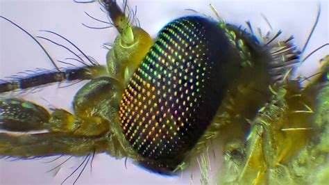 Дальше чем макро МИКРОКОСМОС-2 | МИКРОСКОП-тайны невидимого мира | Дзен