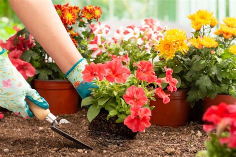 Conoce Distintos Tipos De Tierra Para El Cuidado De Plantas The Home Depot Blog