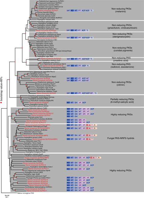 Domain Prediction And Phylogenetic Analysis Of Polyketide Synthases