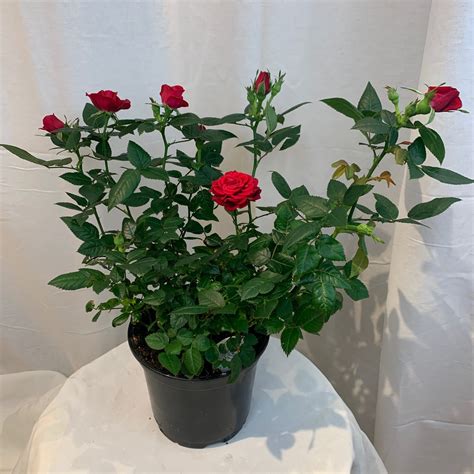 Mini Red Roses For Sale At Nettie Cox Blog