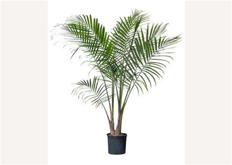 20 Best Ikea Indoor Plants Oblique New York