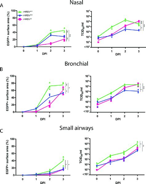 Replication Kinetics Of RHRSV A2 EGFP 5 RHRSV A11 EGFP 5 And RHRSV