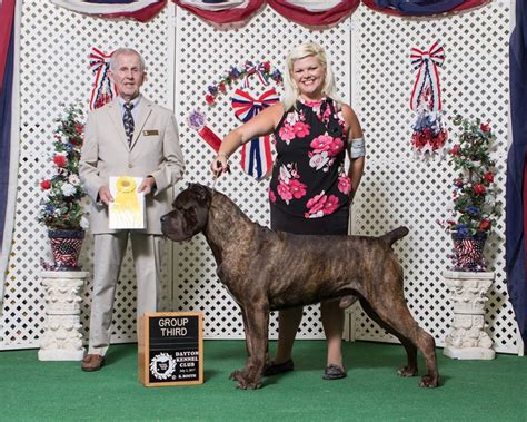Female Cane Corso Mensa Serafina Cane Corso