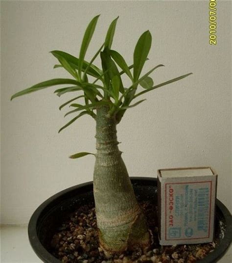 Адениум - обрезка в домашних условиях | Adenium, Succulents, Plants