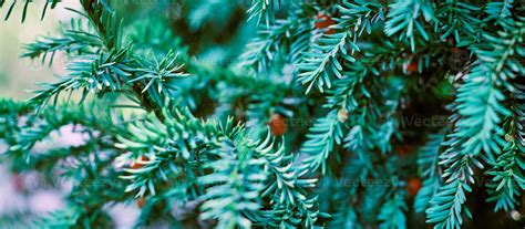 European yew tree, Taxus baccata evergreen yew close up toned