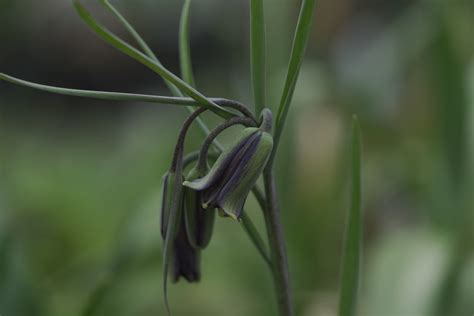 Fritillaria Pontica Bulbs For Sale Fritillaria Bulbs For Sale — Illahe