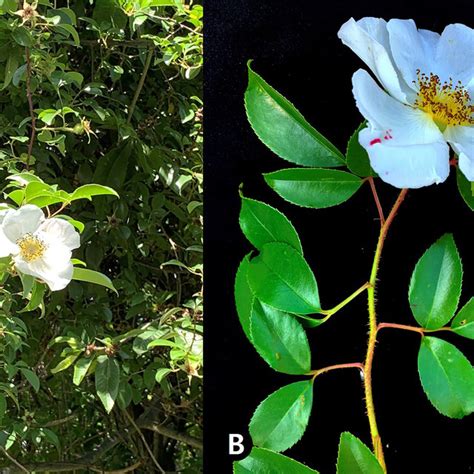 Photographs Of Morphology Of The Rosa Laevigata A Habit B Flower