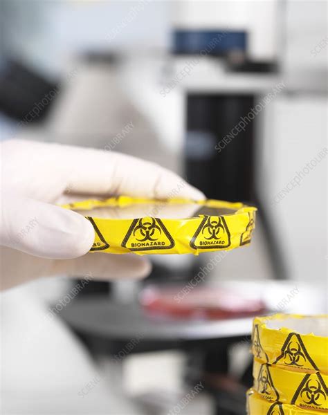 Microbiology Lab - Stock Image - F011/6582 - Science Photo Library