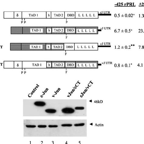 Differential Effects Of C Jun And V Jun On The Proximal Rprl Promoter Download Scientific