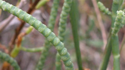 Edible glasswort can take the salt