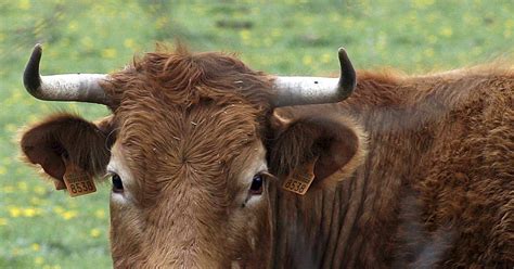 Detectado en Escocia un caso de vaca loca Economía Tvn Panamá