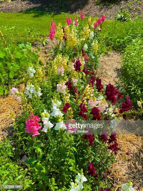 Purple Snapdragons Photos And Premium High Res Pictures Getty Images