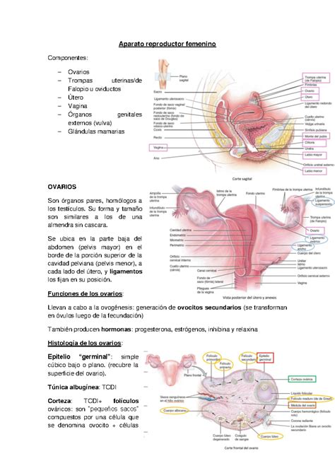 Aparato Reproductor Femenino: Anatomía y Funciones Detalladas - Studocu
