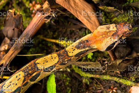 Photo Of Anaconda Head Close Up Stock Photo - Download Image Now ...