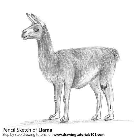 Llama Pencil Drawing How To Sketch Llama Using Pencils