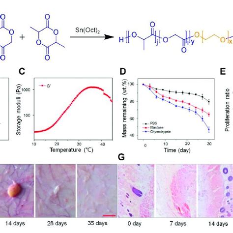 Combining PLGA with PEG, which improved the stability of the drug ... 