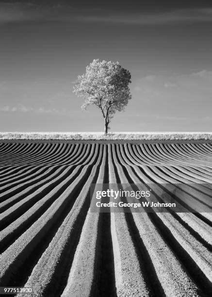 977 Black And White Lone Tree Stock Photos High Res Pictures And