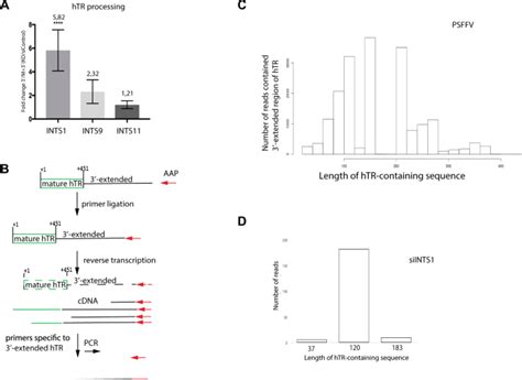 Integrator is a key component of human telomerase RNA biogenesis