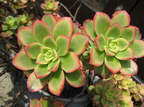 Aeonium Kiwi