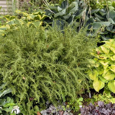 Athyrium Filix Femina Victoriae Walters Gardens Inc