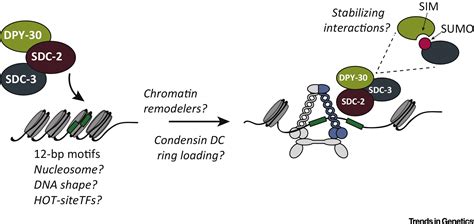 Caenorhabditis Elegans Dosage Compensation Insights Into Condensin