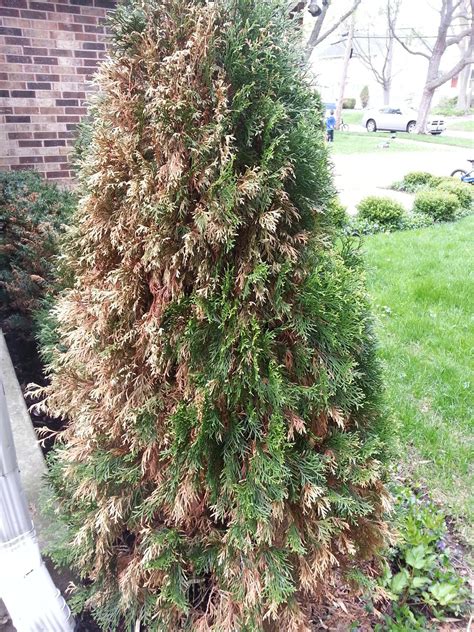 Coniferous Trees