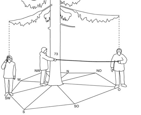 How To Measure A Tree Height And Diameter Tricks