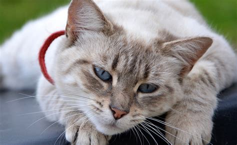 Il Lui Masse La Chatte – Telegraph