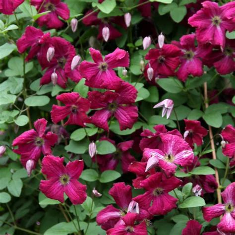 Buy Clematis Group 3 Syn Clematis Viticella Rubra Clematis Rubra