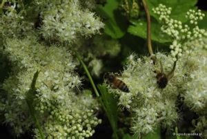 Filipendula Ulmaria Wi Z Wka B Otna Ogrody Wodne