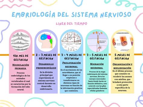 Generalidades Embriologia Del Sistema Nervioso Nervioso Neurulacion Images Hot Sex Picture
