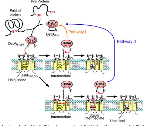 Figure 1 From Real Time Monitoring Of Intermediates Reveals The