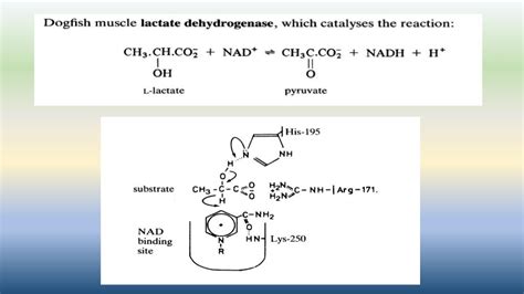 Coenzymes : Structure and function