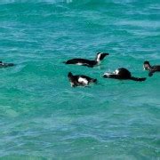 Vanuit Kaapstad Kaap Punt En Boulders Beach Dagvullende Tour