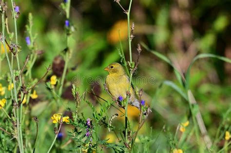 Female American Goldfinch Perched on Corn Flowers Stock Photo - Image