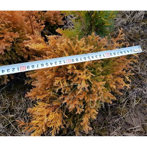Туя західна Рейнголд (thuja occidentalis Rheingold)