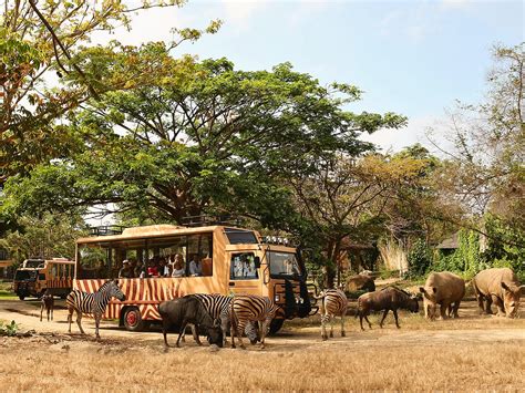 Marine Safari Park Bali And Rhino With Transfers Ocean Wildlife List