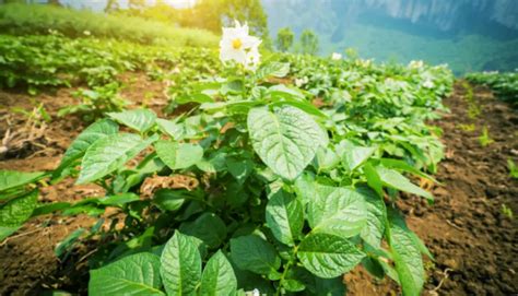 Does Potatoes Need Full Sun 3 Important Things To Know