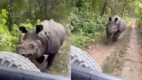 Video un rinoceronte persiguió a un grupo de turistas Perfil