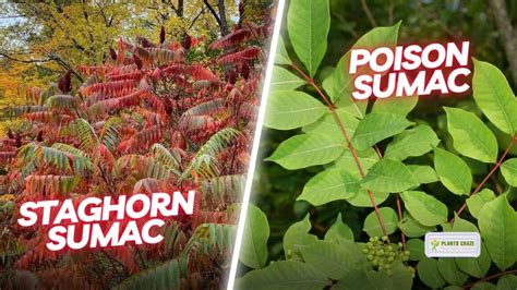 3 Plants That Look Like Poison Sumac [But are Safe!]