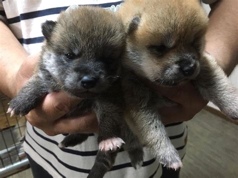 Available Shiba Puppies